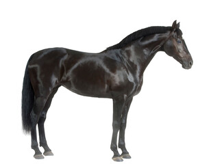Fototapeta premium Black horse standing in three quarter side view isolated on transparent background, equine cutout