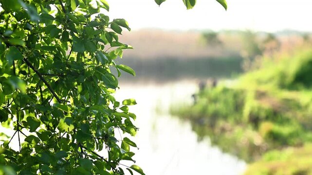 Foliage frames tranquil lake with soft light and blurred shoreline. Natural landscape supports wellness lifestyle and ecotourism. Foliage creates peaceful mood for relaxation and mindfulness.