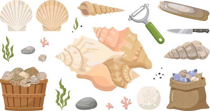 Seashell Collection Featuring Conch Scallop Spiral Shells Seaweed Coral Pebbles Basket and Coastal Marine Elements