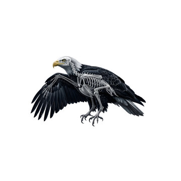 Bald eagle skeleton double exposure surreal digital art illustration isolated