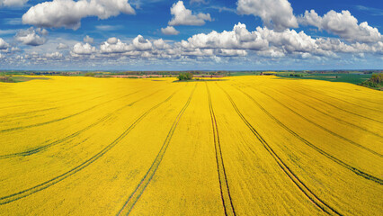 Kwitnienie rzepaku. © Janusz Lipiński