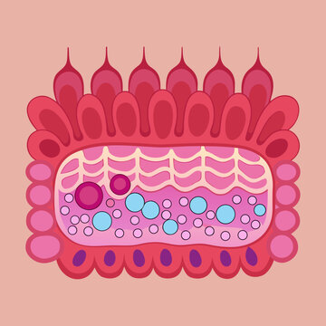 Pseudostratified Epithelium Cell Structure Diagram