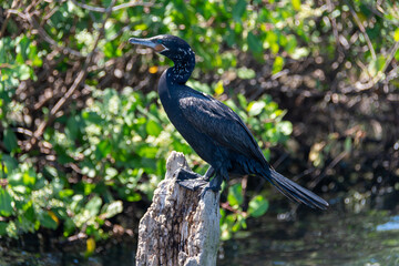 Fototapeta premium The neotropic cormorant, Phalacrocorax brasilianus, a waterbird found at the Rodrigo de Freitas Lagoon, Rio de Janeiro, Brazil.