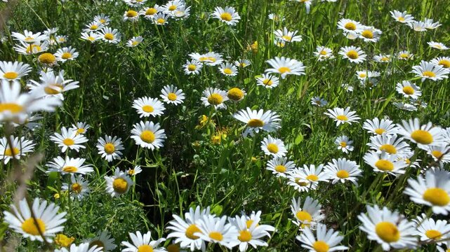 Bright white daisy cluster with yellow centers glowing in sunny grassy meadow, layered blossoms, soft background blur, fresh summer botanical scene with natural daylight