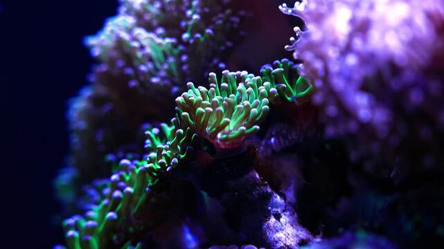 Vibrant coral reef teeming with diverse marine life underwater