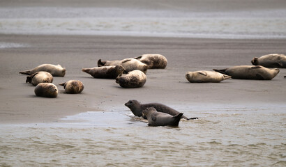 Phoque gris, © JAG IMAGES