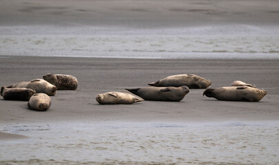Phoque gris, © JAG IMAGES