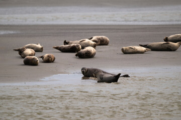 Phoque gris, © JAG IMAGES