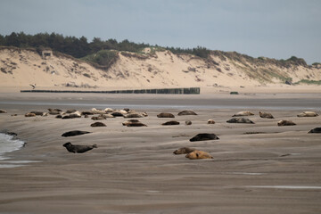 Phoque gris, © JAG IMAGES
