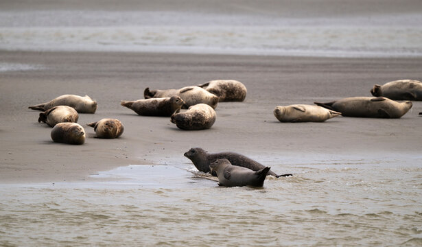 Phoque gris,