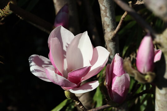 Blossom