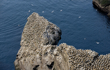 Fou de Bassan, © JAG IMAGES