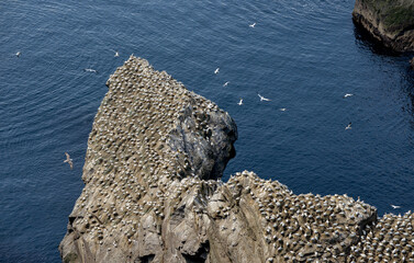 Fou de Bassan, © JAG IMAGES