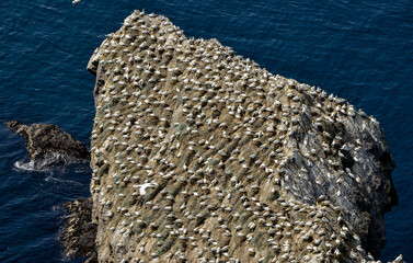 Fou de Bassan, © JAG IMAGES