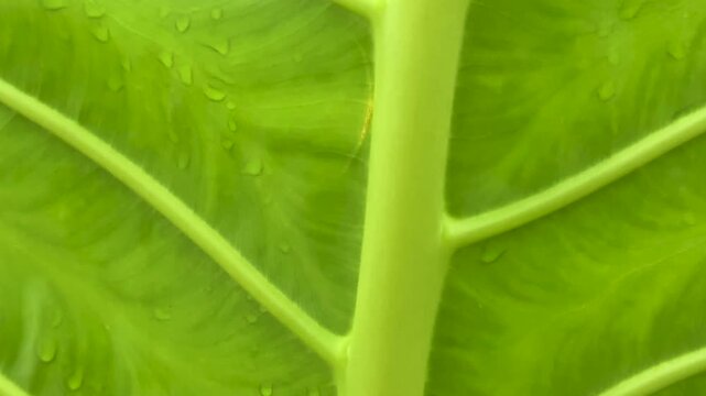 Closeup view of vibrant green leaf with intricate vein patterns and water droplets