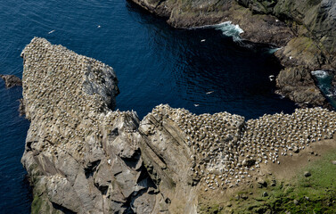 Fou de Bassan, © JAG IMAGES