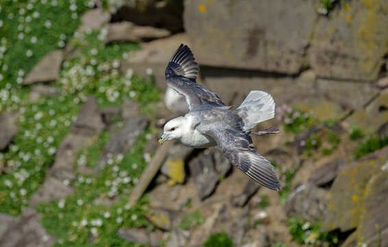 Fulmar bor&eacute;al,