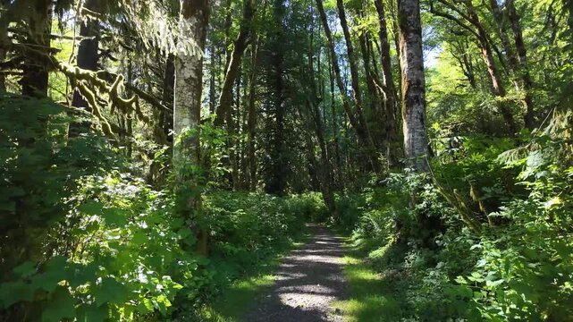 4K smooth stabilized footage hiking along scenic forest trails near Fishhawk Falls in Oregon, USA through lush Pacific Northwest woodland with tall evergreen trees and summer greenery