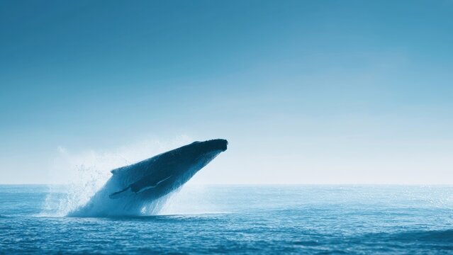 海面からジャンプするザトウクジラ ダイナミックなブリーチング 海洋風景
