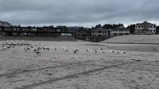 4K smooth stabilized footage walking through a flock of seagulls on Cannon Beach, Oregon, USA with American flags near beachfront hotels on a cloudy summer morning