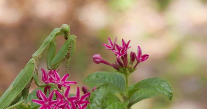 Giant Praying Green Mantis on pink Pentas flowers; slow motion morning leg grooming macro