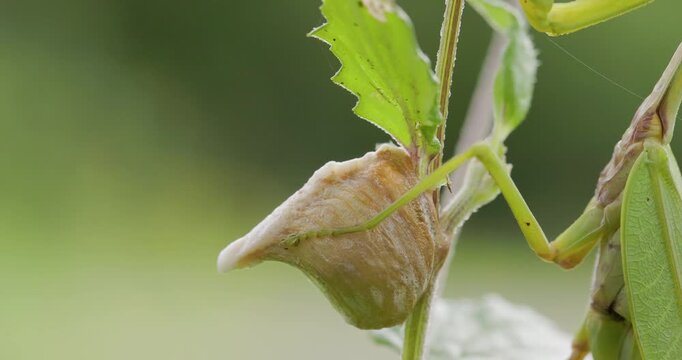 Freshly laid Praying Mantis Ootheca; slow motion macro of egg sac with maternal leg in Monsoon