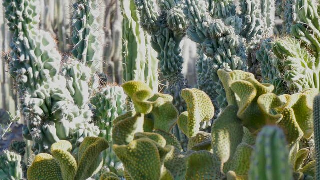 Cacti garden on a hot day
