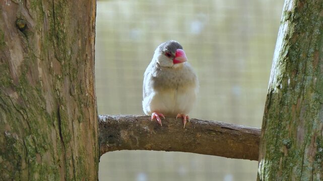 Bird between two tree trunks