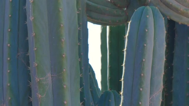 Cacti needles and spider webs