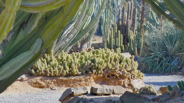 Cacti garden bed on a sunny day