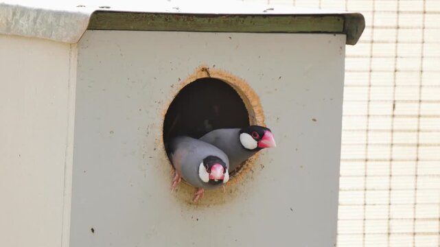 Birds about to fly off
