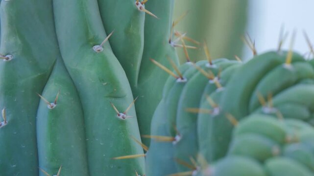 Cacti needles in a garden