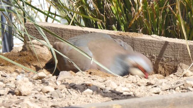 Bird bathing in the dirt
