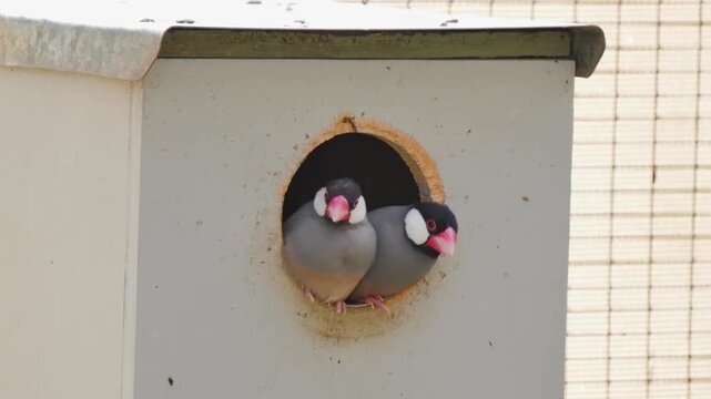 Birds watching in the hut