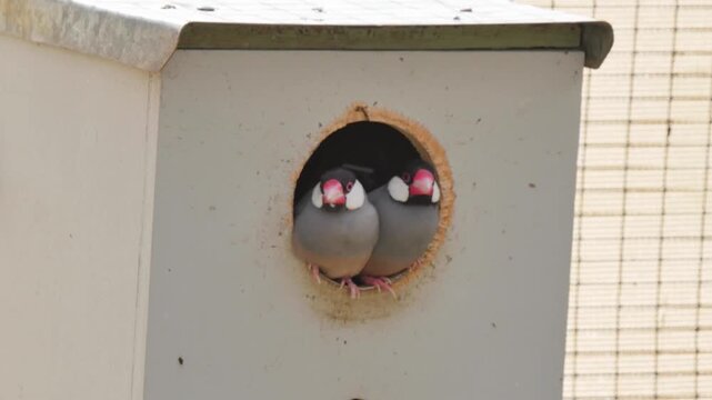 Couple of birds sitting in a hut