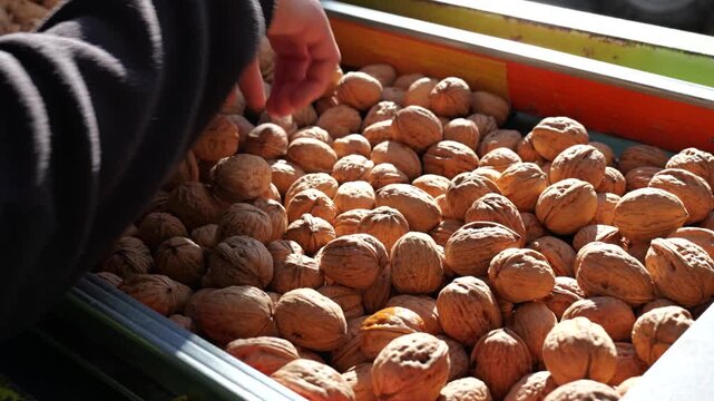 Worker manually sorts freshly harvested walnuts on a conveyor belt, removing opened shells during quality control at a walnut farm.