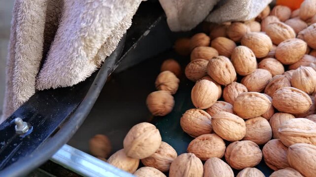 Fresh walnuts fall onto a conveyor belt before sorting during post-harvest processing at a walnut farm.