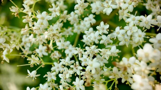 Beautiful White Elder Flowers (Sambucus Nigra) Blooming Naturally in Spring Sunlight