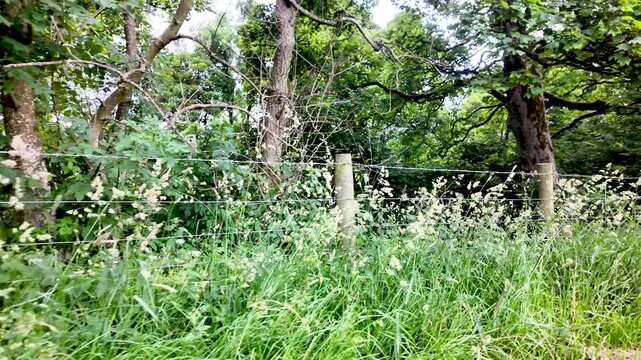 A rustic wire fence borders a vibrant green meadow, with dense trees creating a natural backdrop.