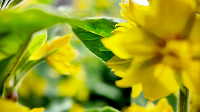 Bright yellow Lysimachia punctata flower and green leaves moving gently in a summer garden