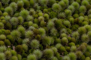 Obraz premium Aerial view of a dense field of green succulent plants, possibly agave or aloe vera, with spiky leaves