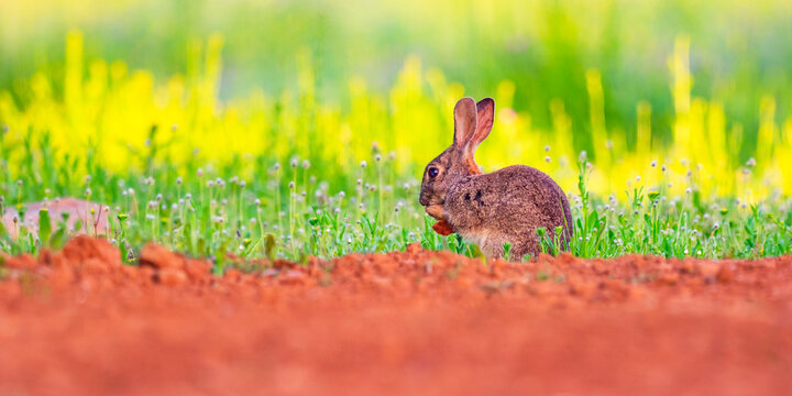 European Rabbit, Oryctolagus cuniculus, Mediterranean Forest, Castilla La Mancha, Spain, Europe