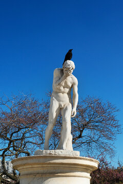 Marble statue with a black crow perched on its head in the Tuileries Garden, Paris.