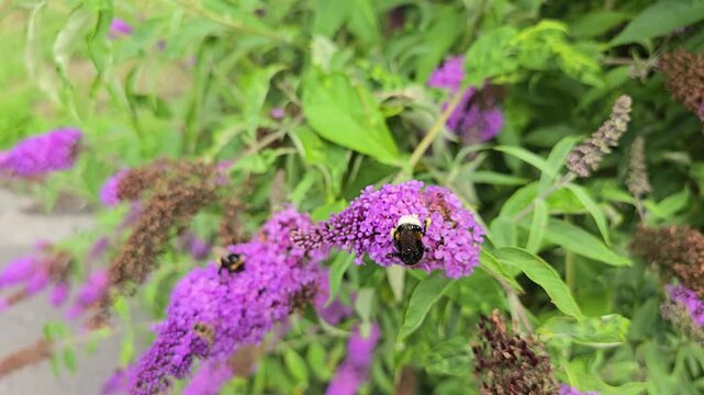 Bumblebees flying and collecting nectar from the blooming purple flowers of a butterfly bush