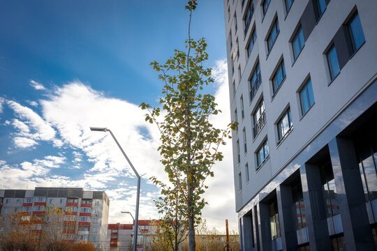 Young tree and street lamp standing against apartment building under blue sky
