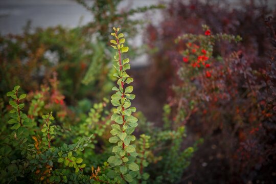 Close up macro view of shrub branch with red and green autumn colored leaves