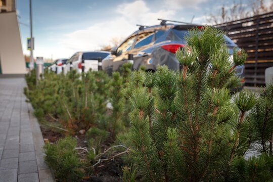 Pine shrubs growing in flowerbed with parked cars in residential courtyard