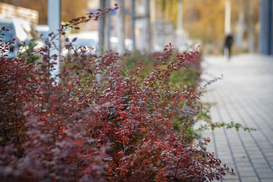 Red colored autumn shrub growing along paved street pathway