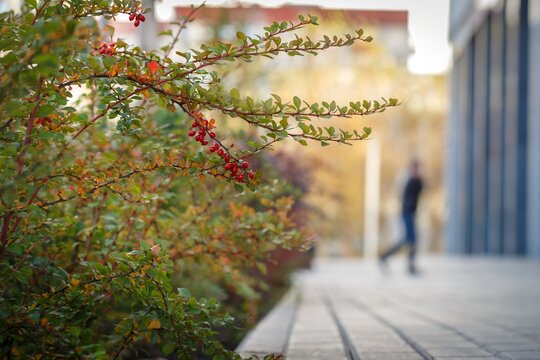 Rosehip shrub branch with red berries near apartment building entrance