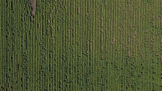 An aerial top-down perspective captures the symmetrical pattern of a large sunflower field with orderly rows during the growing season.